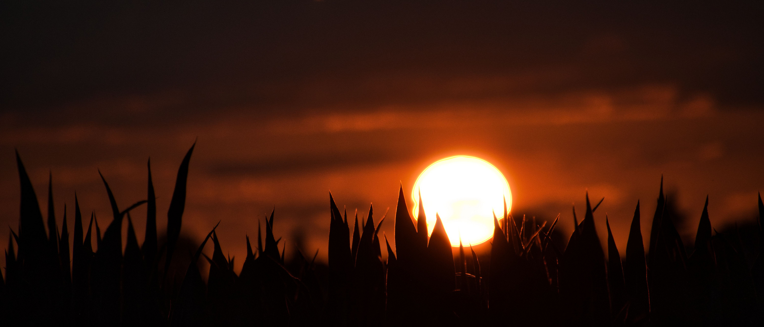 Sonnenuntergang über dem Maisfeld