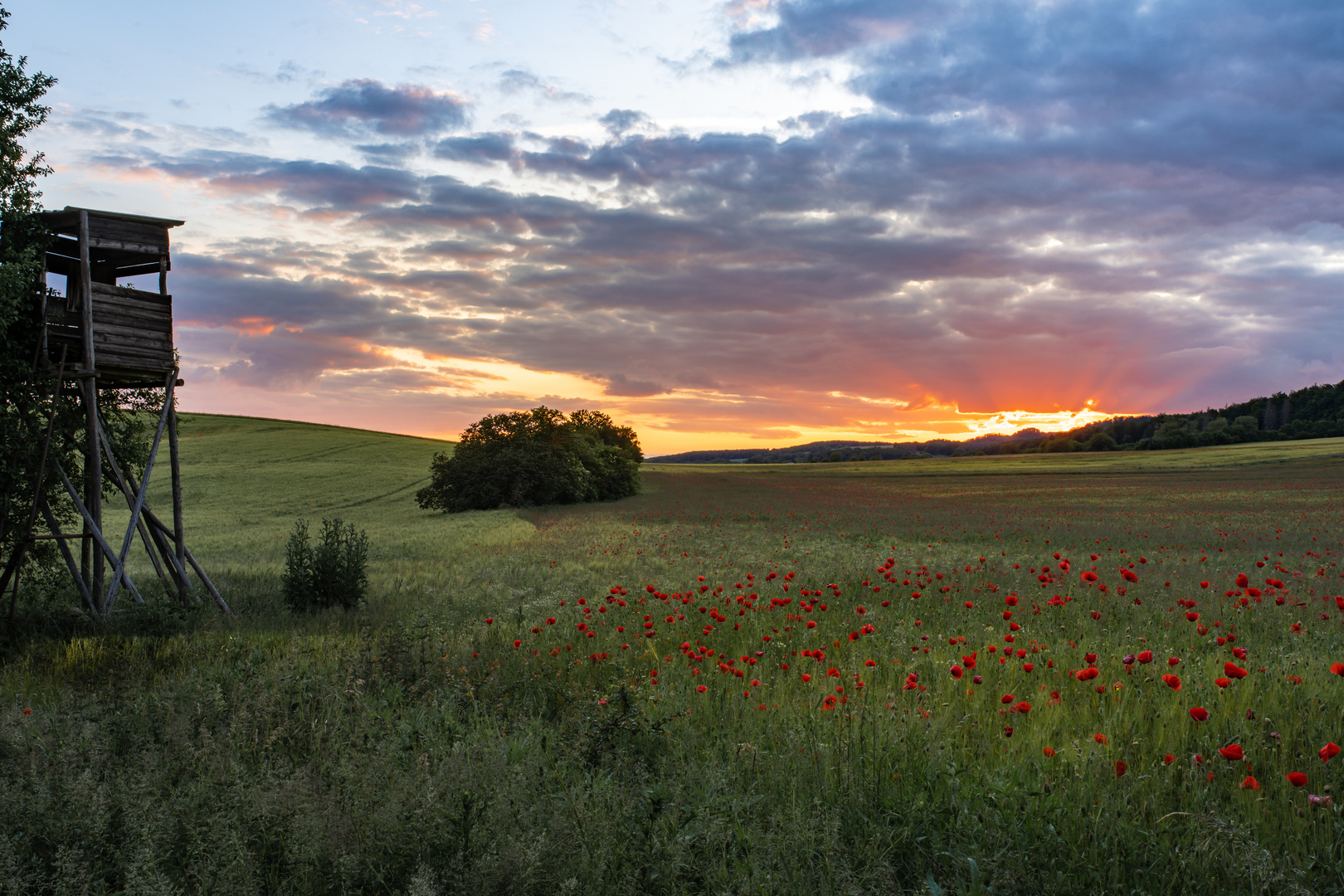 Sonnenuntergang über dem Mohnfeld