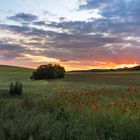 Sonnenuntergang über dem Mohnfeld