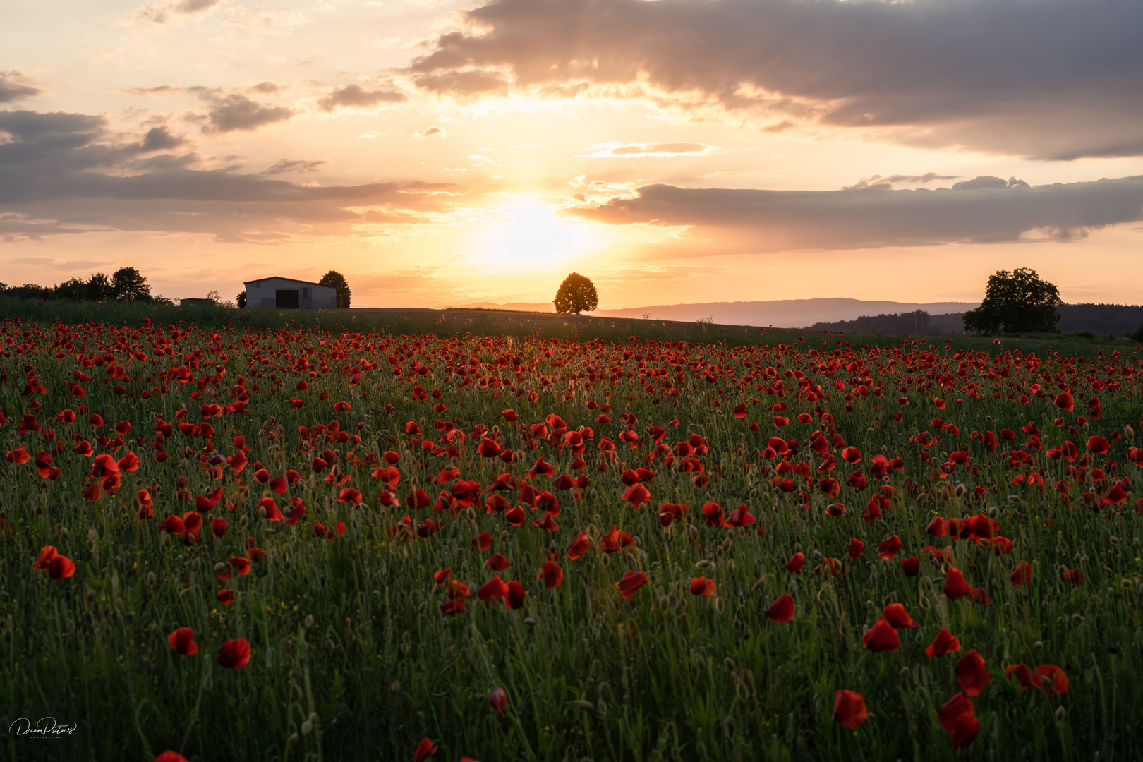 Sonnenuntergang über dem Mohnfeld