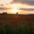 Sonnenuntergang über dem Mohnfeld