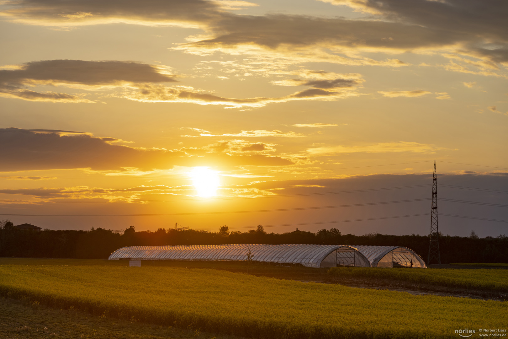 Sonnenuntergang über dem Rapsfeld