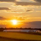 Sonnenuntergang über dem Rapsfeld