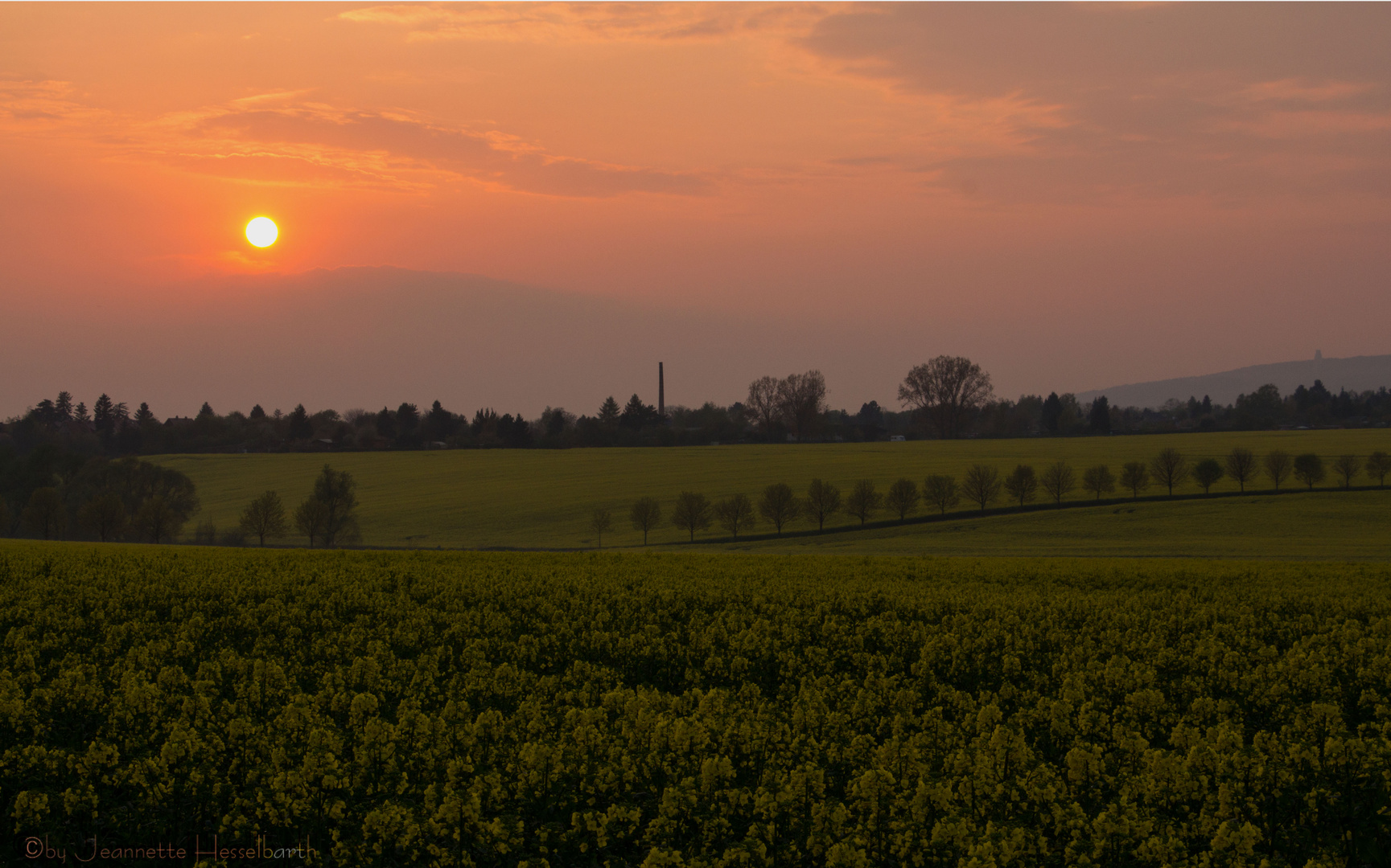 Sonnenuntergang über dem Rapsfeld