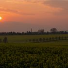 Sonnenuntergang über dem Rapsfeld