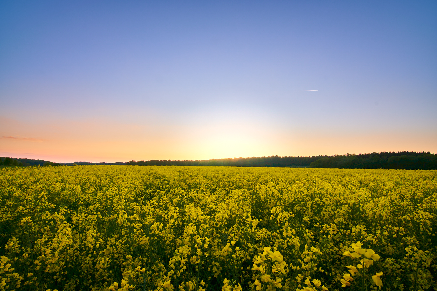 Sonnenuntergang über dem Rapsfeld