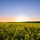 Sonnenuntergang über dem Rapsfeld