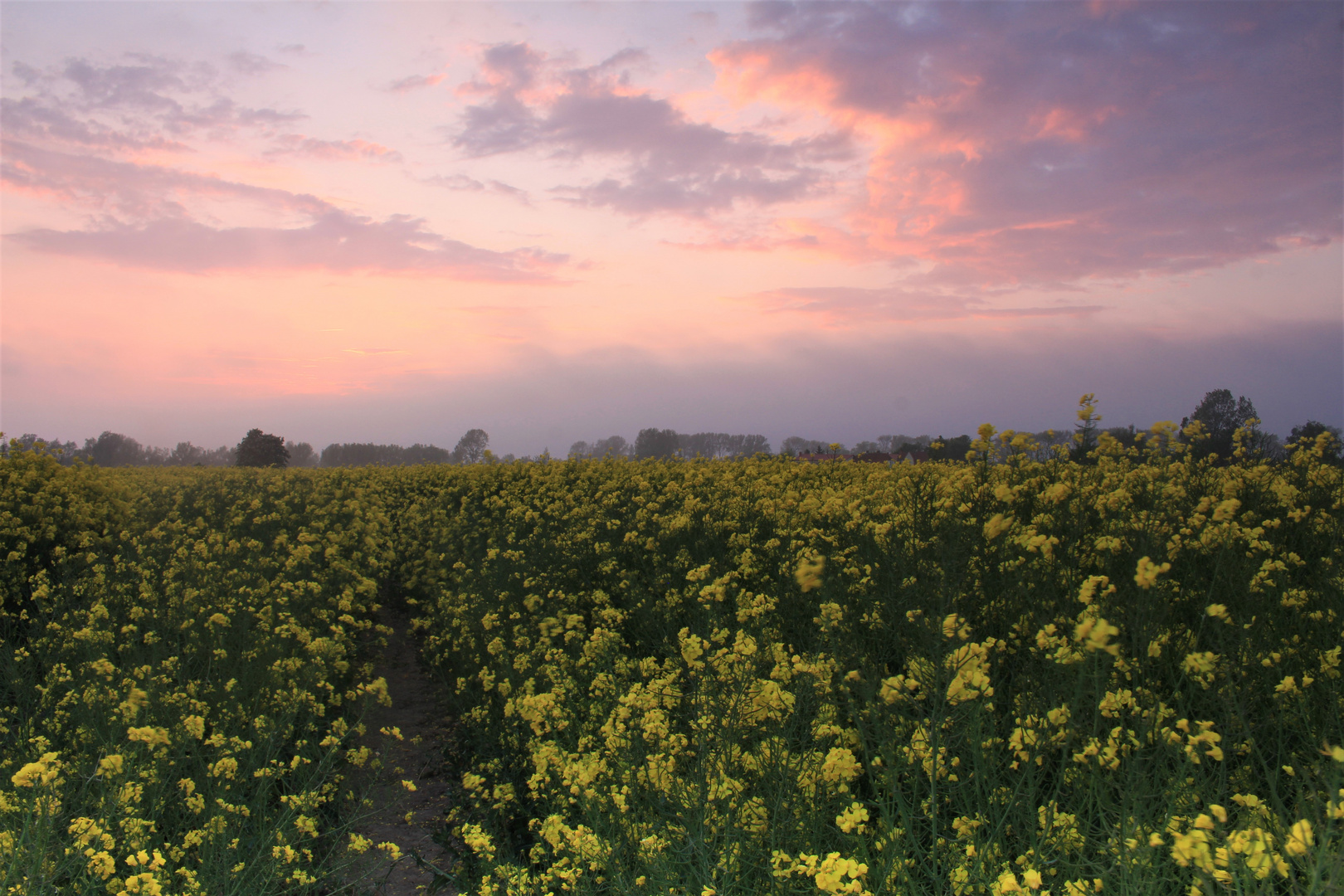 Sonnenuntergang über dem Rapsfeld