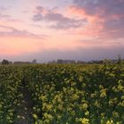 Sonnenuntergang über dem Rapsfeld