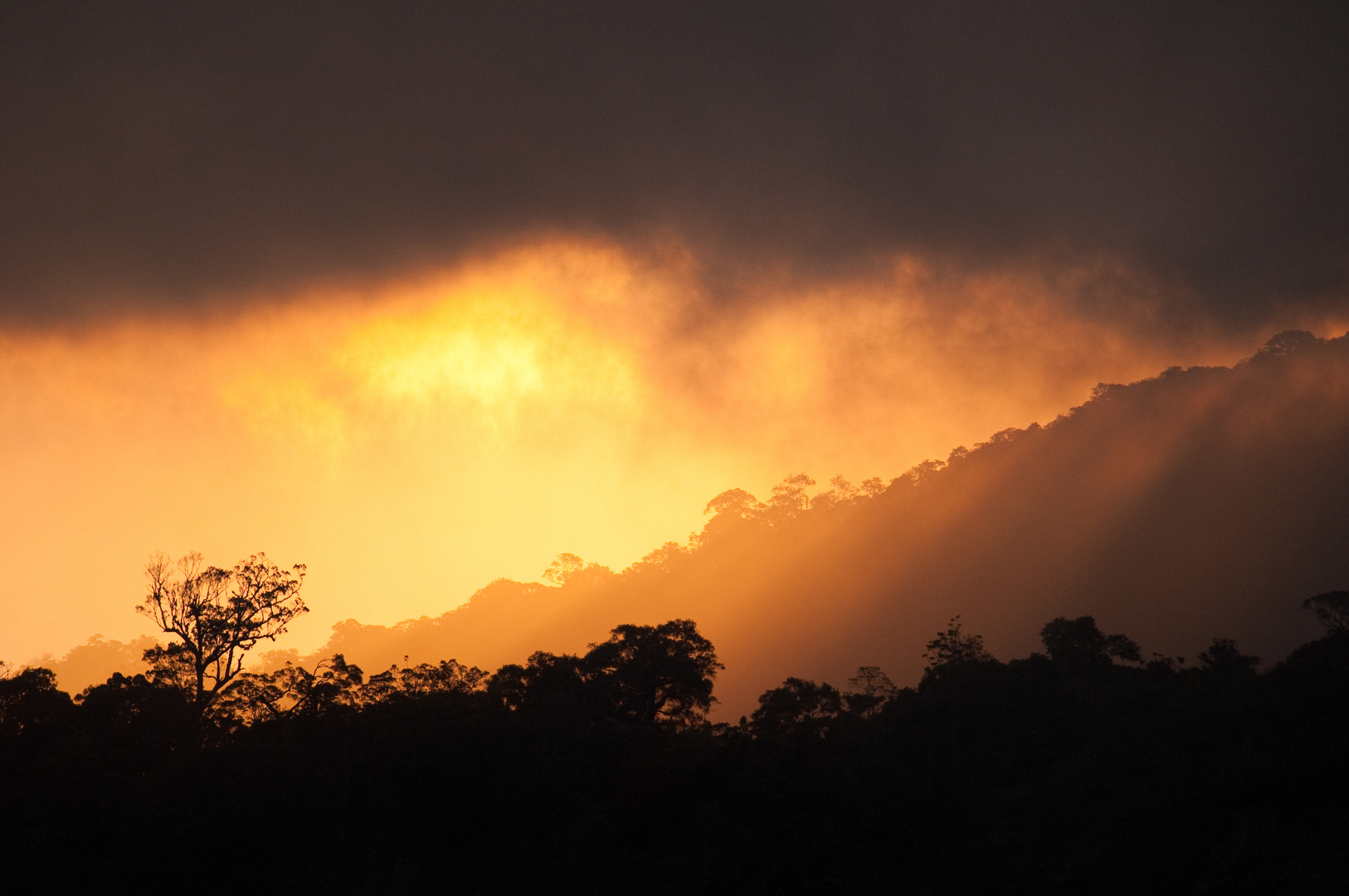 Sonnenuntergang über dem Regenwald