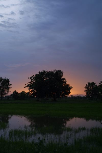 Sonnenuntergang über dem Reisfeld