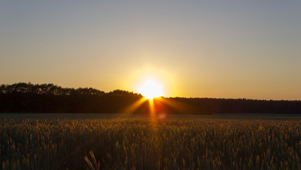 Sonnenuntergang über dem Rogenfeld