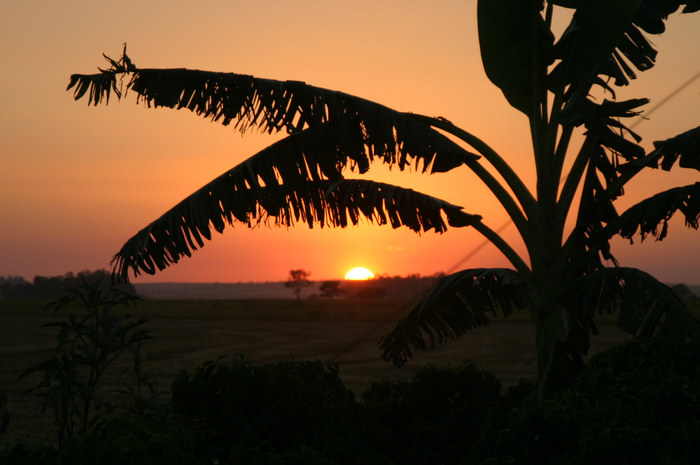 Sonnenuntergang über dem Sojafeld