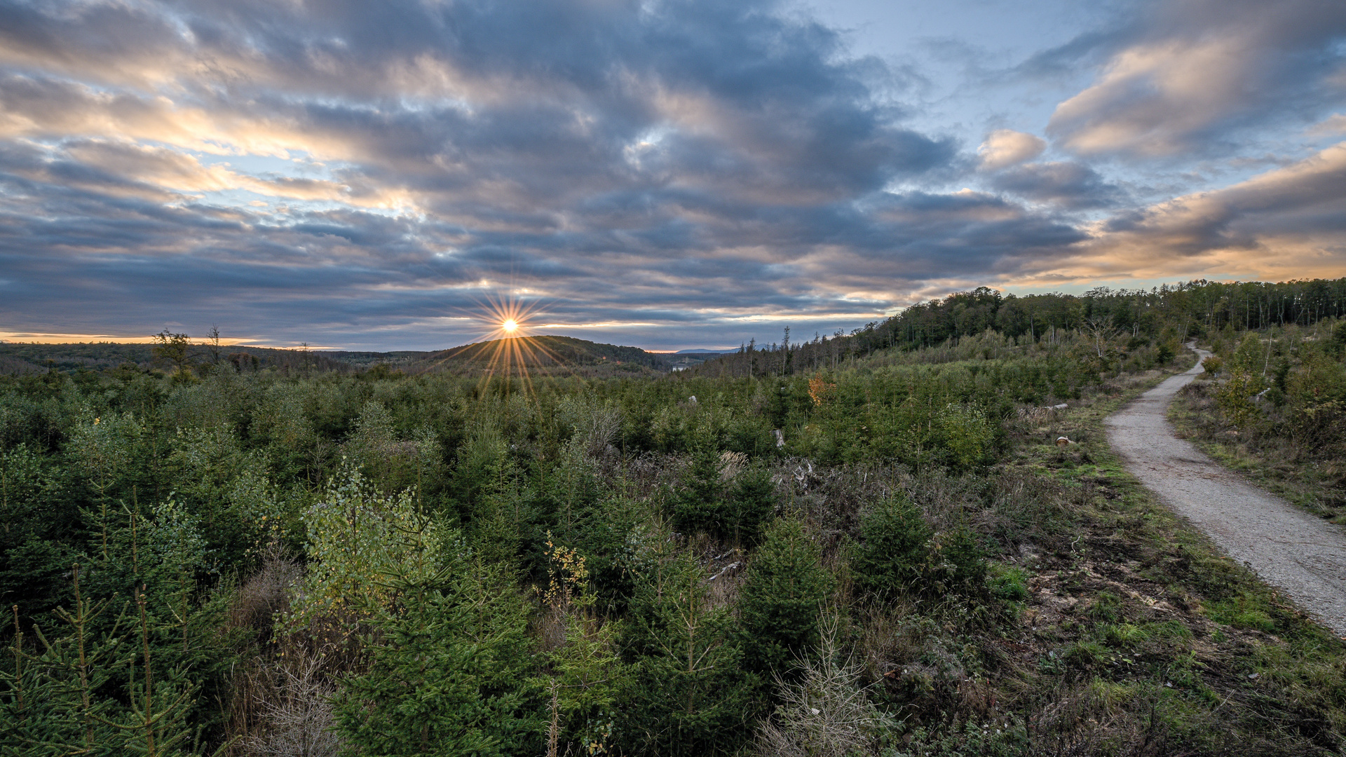 Sonnenuntergang über dem Wald