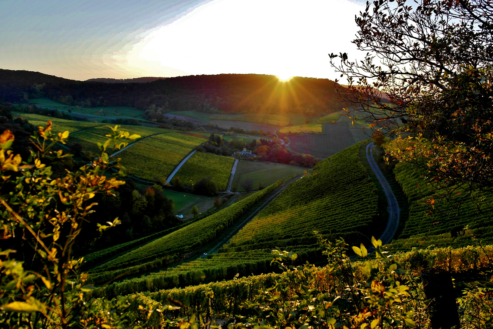 Sonnenuntergang über dem Weinberg