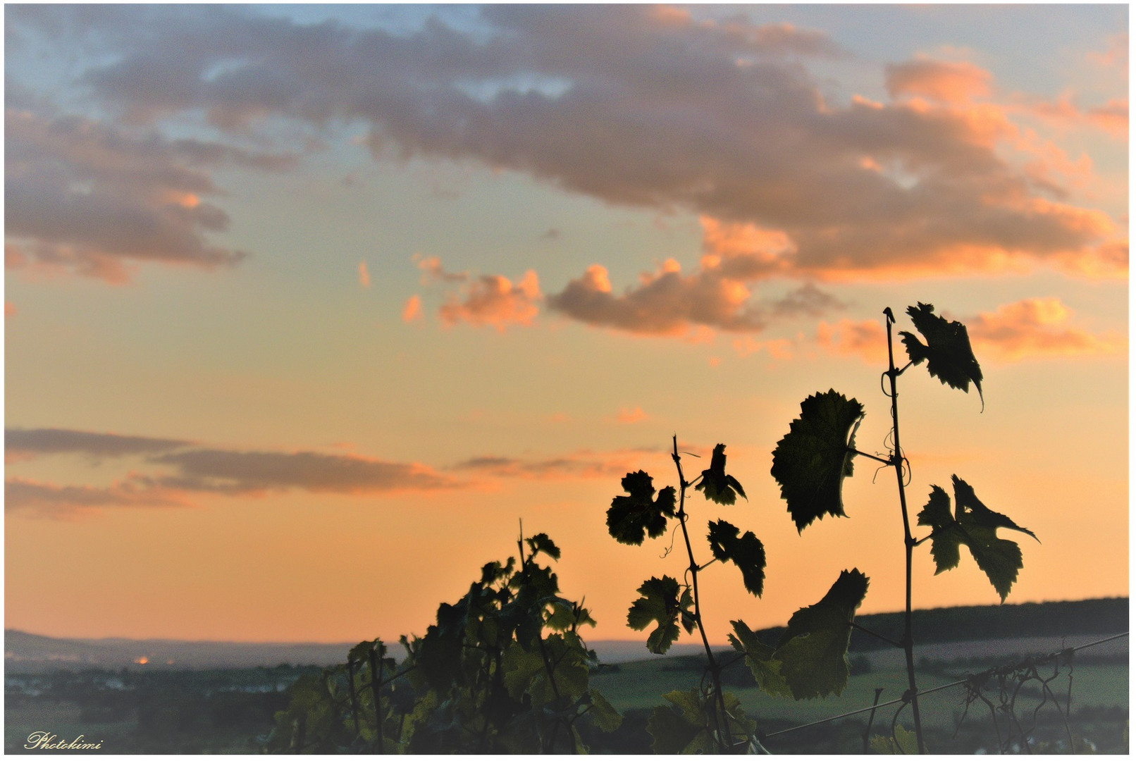 Sonnenuntergang über dem Weinberg