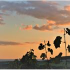 Sonnenuntergang über dem Weinberg