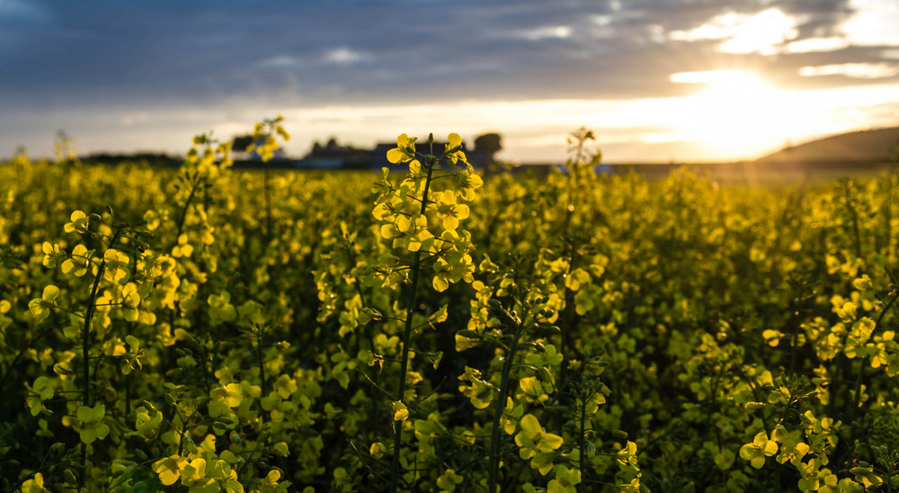 Sonnenuntergang über den Feldern