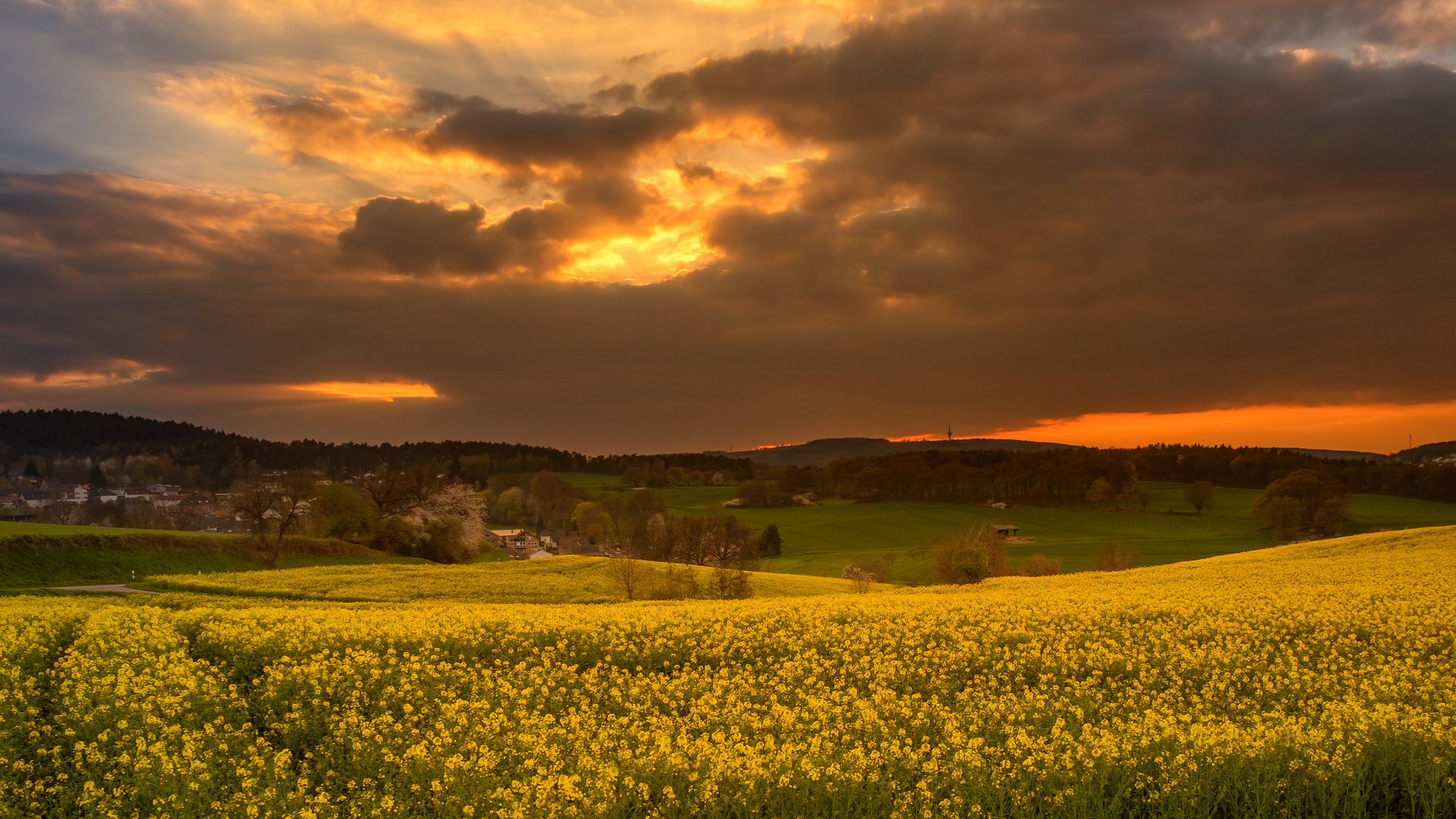 Sonnenuntergang über den Rapsfeldern der Voreifel