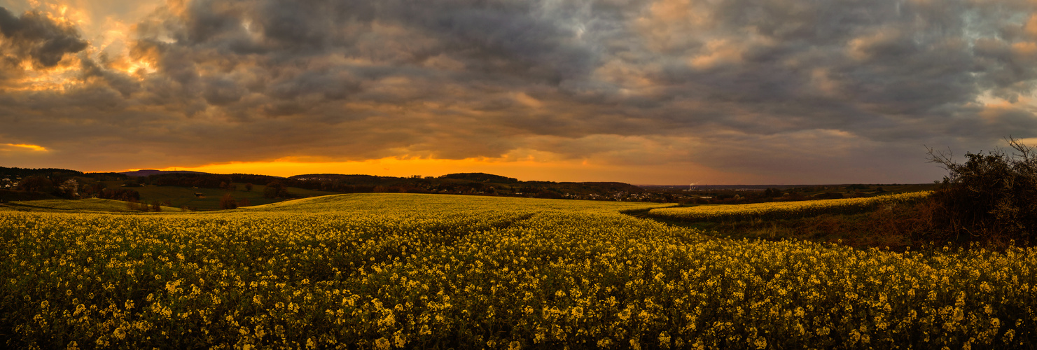 Sonnenuntergang über den Rapsfeldern der Voreifel (Panorama)