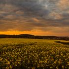 Sonnenuntergang über den Rapsfeldern der Voreifel (Panorama)