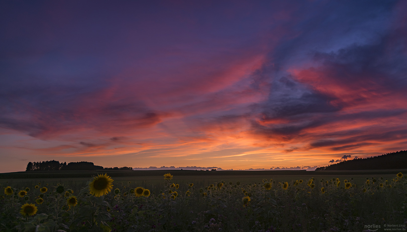 Sonnenuntergang über den Sonneblumen