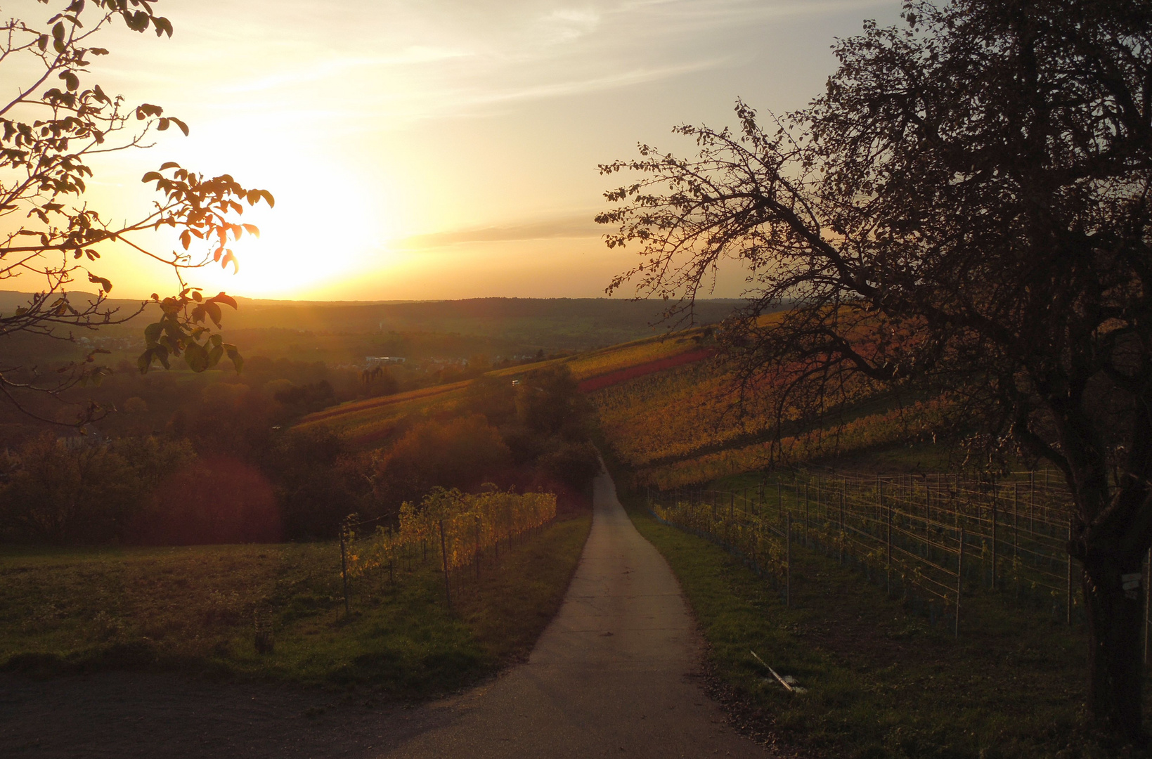 Sonnenuntergang über den Weinbergen