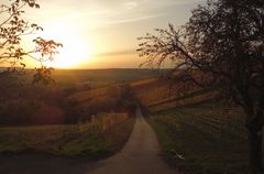 Sonnenuntergang über den Weinbergen