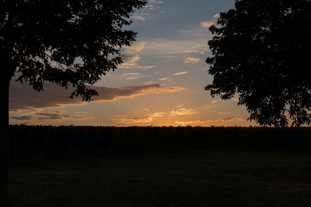 Sonnenuntergang über den Weinbergen