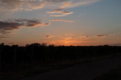 Sonnenuntergang über den Weinbergen II