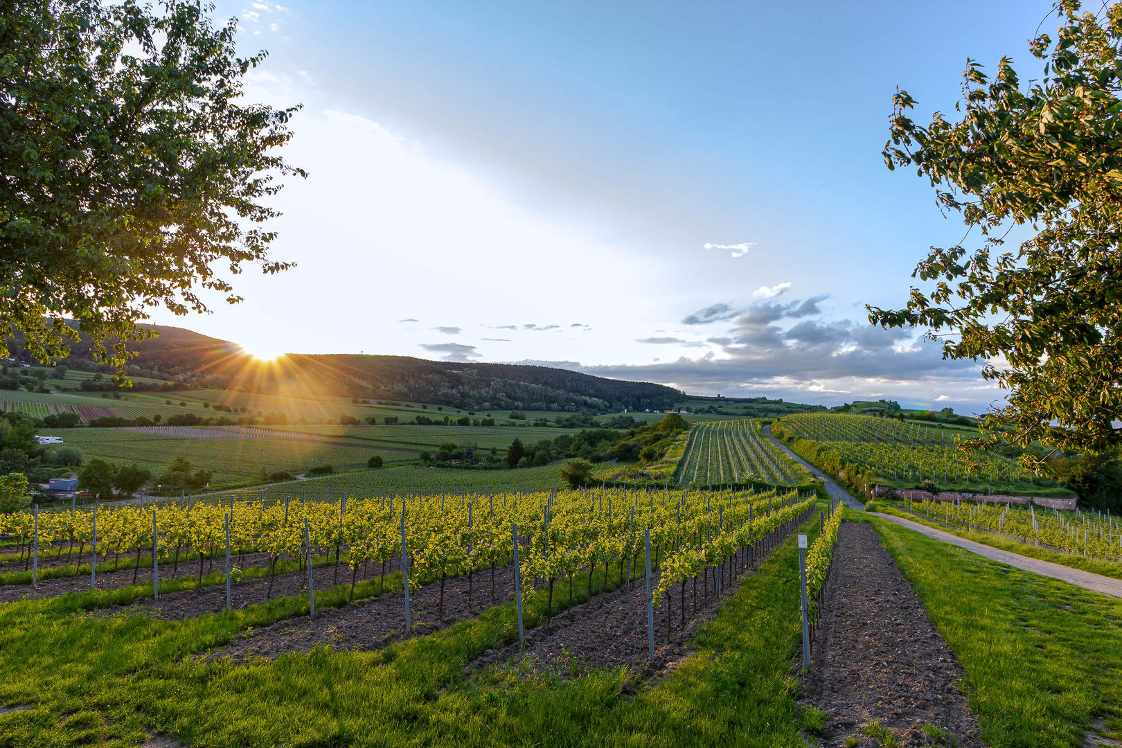 Sonnenuntergang über den Weinreben