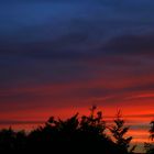 Sonnenuntergang über den Wipfeln im heimischen Garten