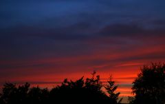 Sonnenuntergang über den Wipfeln im heimischen Garten