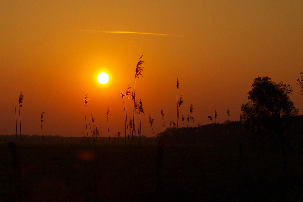 Sonnenuntergang über der Elbaue