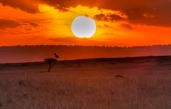 Sonnenuntergang über der Masai Mara
