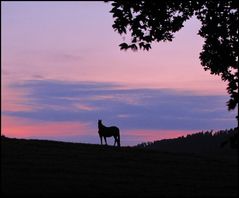 Sonnenuntergang über der Pferdekoppel