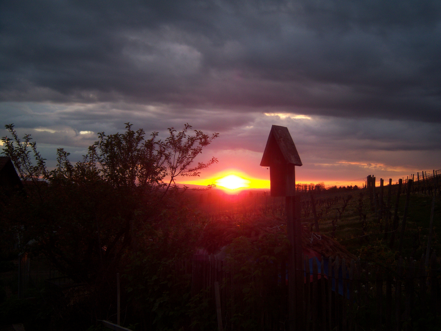 Sonnenuntergang über der Rheinaue/Vogesen