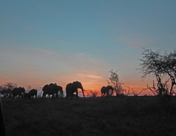 Sonnenuntergang über der Savanne