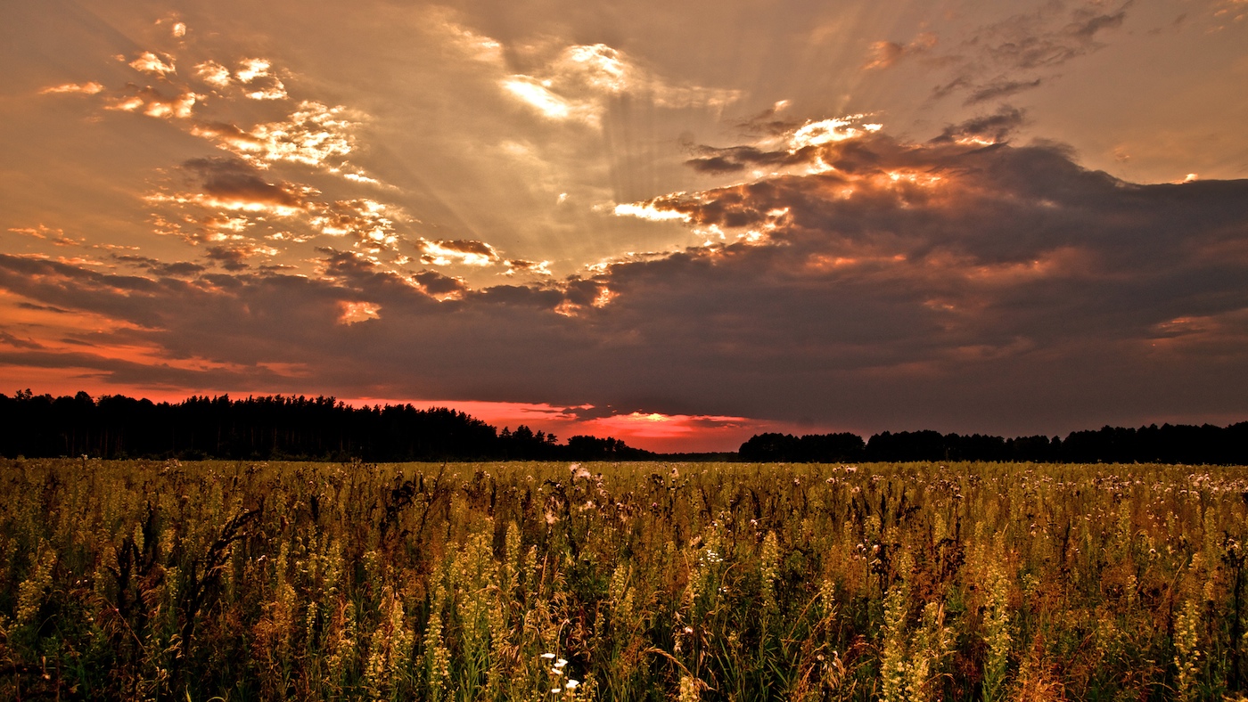 Sonnenuntergang über der Sommerwiese