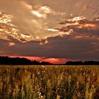 Sonnenuntergang über der Sommerwiese