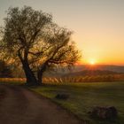 Sonnenuntergang über die Weinberge