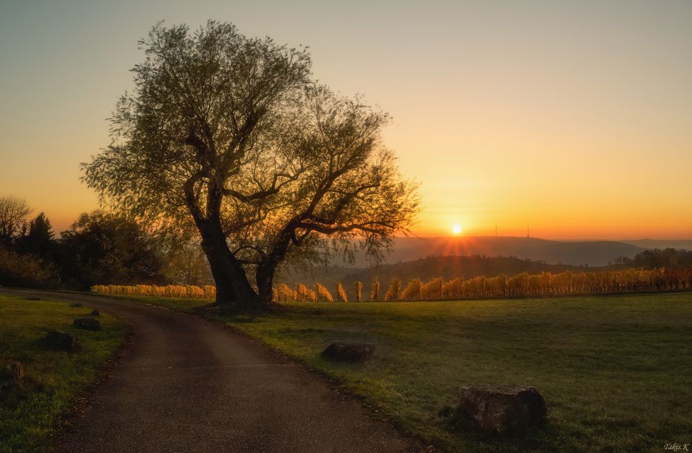 Sonnenuntergang über die Weinberge