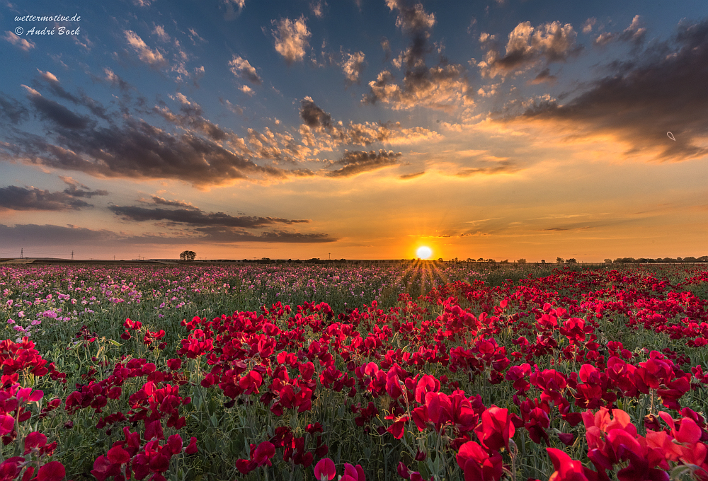 Sonnenuntergang über einem Blumenfeld