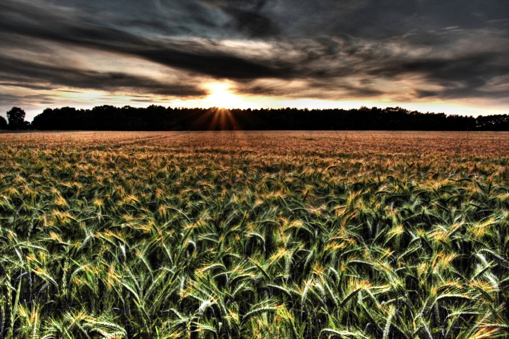 Sonnenuntergang über einem Kornfeld