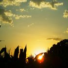 Sonnenuntergang über einem Maisfeld in Kirchhellen