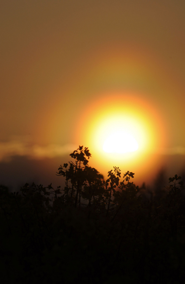 Sonnenuntergang über einem Rapsfeld