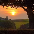 Sonnenuntergang über einem Rapsfeld