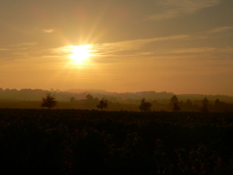 sonnenuntergang über herbstlich gefärbten Weinbergen