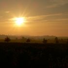 sonnenuntergang über herbstlich gefärbten Weinbergen