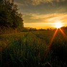 Sonnenuntergang über Kornfeld